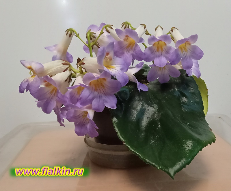Atropurpurea